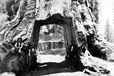 Wawona Tree by Charles Roscoe Savage